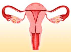 Эндометрия матки норма при климаксе