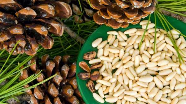 Кедровые орехи настойка на водке лечебные свойства при миоме