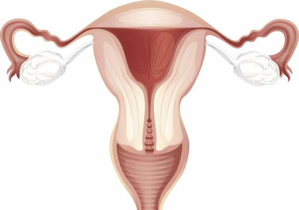 Пересадка яичников у женщин