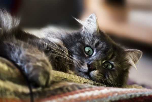 Симптомы мастопатия у кошек