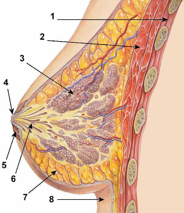 Структура молочной железы