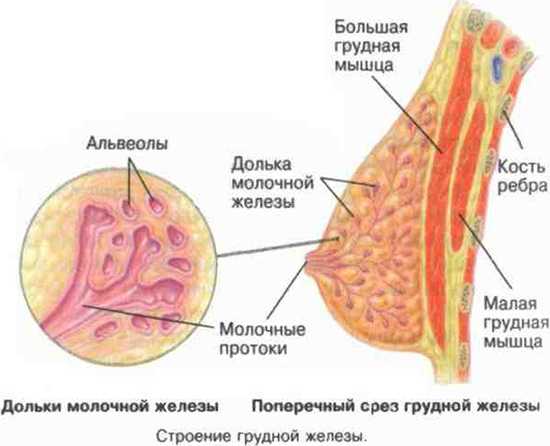 Заболевания молочной железы